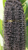 RAW Mongolian Curly Hair