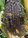 RAW MONGOLIAN STRAIGHT - RAW Essence Hair